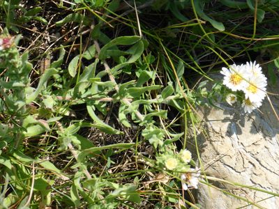 Erigeron caespitosus, photographed by mfeaver