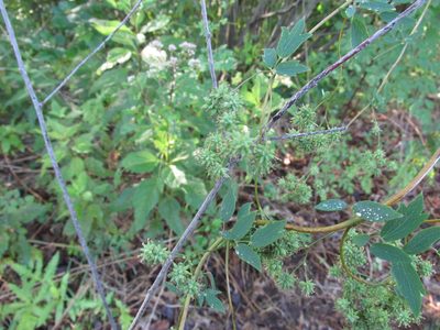 Thalictrum revolutum, photographed by Christopher Volker