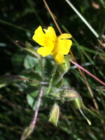 Erythranthe michiganensis, photographed by Derek