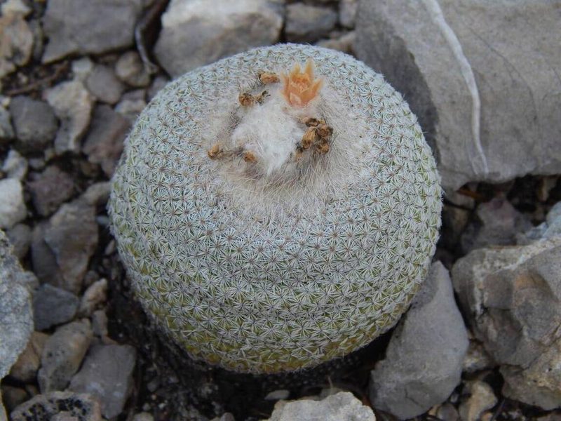 Epithelantha potosina, photographed by Alejandro Gómez Maya