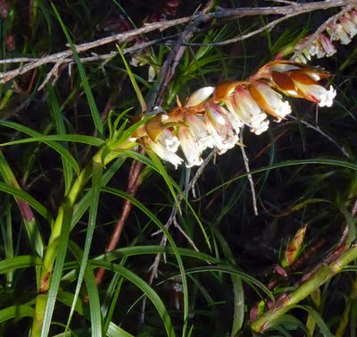 Dracophyllum secundum, photographed by Peter de Lange