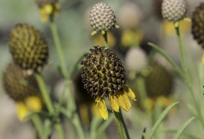 Ratibida tagetes, photographed by Craig Martin