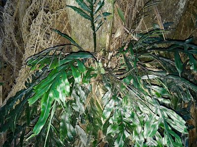 Austroblechnum patersonii, photographed by Peter de Lange