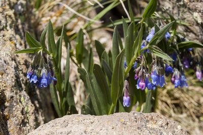 Mertensia bakeri, photographed by Cecelia Alexander