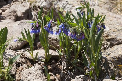 Mertensia bakeri, photographed by Cecelia Alexander