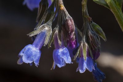 Mertensia bakeri, photographed by Cecelia Alexander