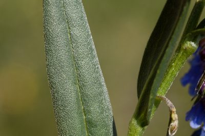 Mertensia bakeri, photographed by Cecelia Alexander