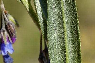 Mertensia bakeri, photographed by Cecelia Alexander