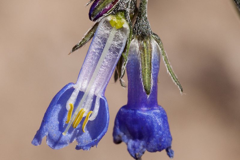 Mertensia bakeri, photographed by Cecelia Alexander