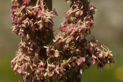 Rumex densiflorus, photographed by Cecelia Alexander