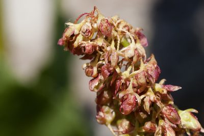 Rumex densiflorus, photographed by Cecelia Alexander