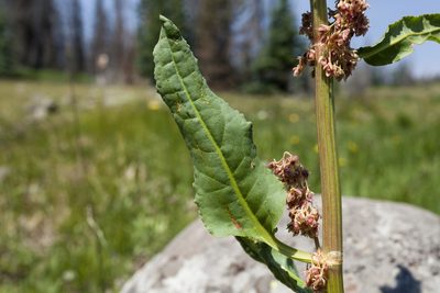 Rumex densiflorus, photographed by Cecelia Alexander