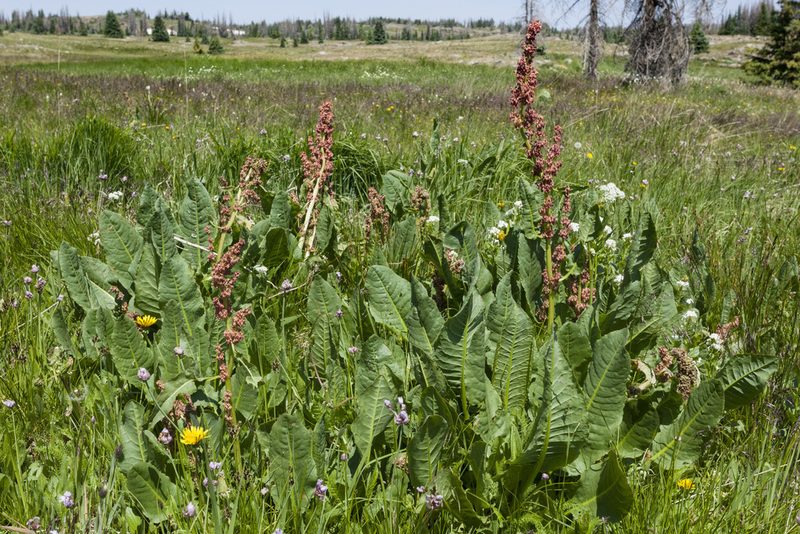 Rumex densiflorus, photographed by Cecelia Alexander