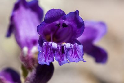 Penstemon hallii, photographed by Cecelia Alexander
