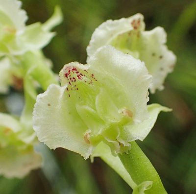 Pterygodium hastatum, photographed by Peter Warren