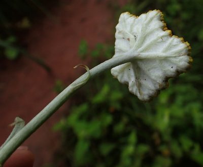 Helichrysum umbraculigerum, photographed by Peter Warren