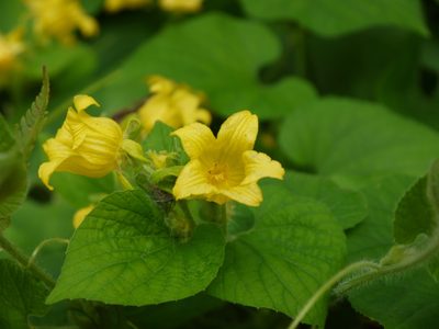 Thladiantha dubia, photographed by Alexis Tinker-Tsavalas
