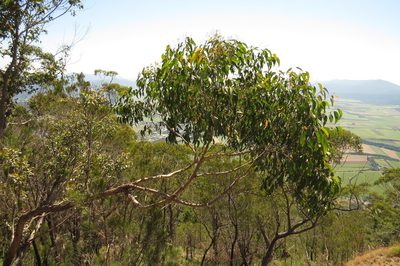 Eucalyptus tindaliae, photographed by coenobita