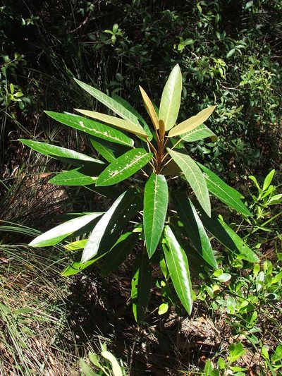 Astrotricha pterocarpa, photographed by coenobita
