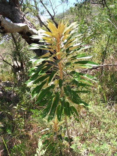 Astrotricha pterocarpa, photographed by coenobita