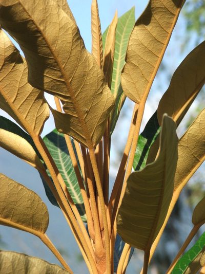 Astrotricha pterocarpa, photographed by coenobita