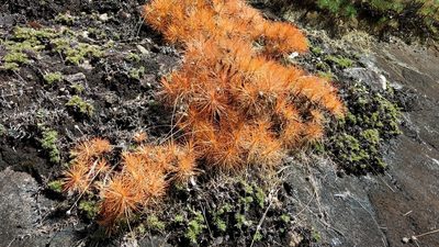 Borya septentrionalis, photographed by coenobita