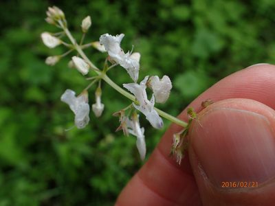 Plectranthus grallatus, photographed by Peter Warren