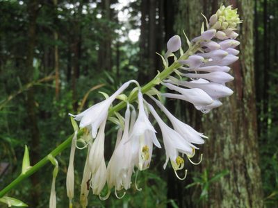 Hosta sieboldiana, photographed by Marco Mussita
