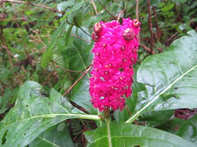 Phytolacca japonica, photographed by Marco Mussita
