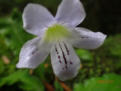 Streptocarpus gardenii, photographed by Peter Warren