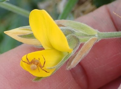 Rhynchosia chrysoscias, photographed by Nicola van Berkel