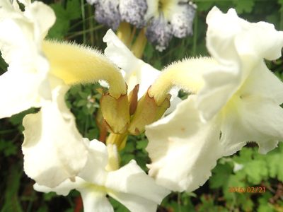Harveya speciosa, photographed by Peter Warren