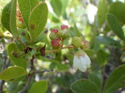 Gaylussacia bigeloviana, photographed by Ben Armstrong