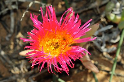 Jordaaniella spongiosa, photographed by Cheng-Tao Lin