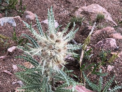 Cirsium eatonii, photographed by CK2AZ