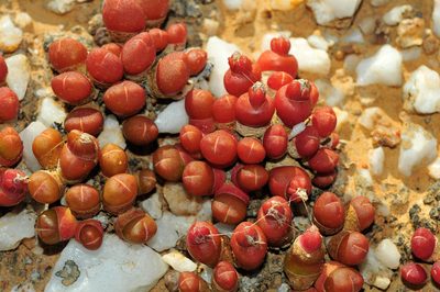 Oophytum nanum, photographed by Cheng-Tao Lin