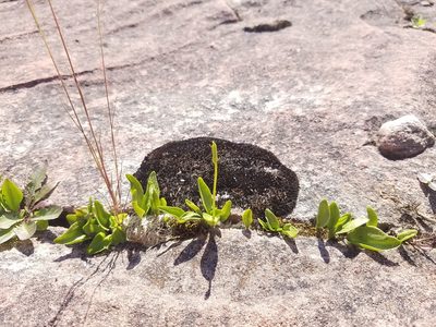 Ophioglossum pusillum, photographed by Sarah Johnson