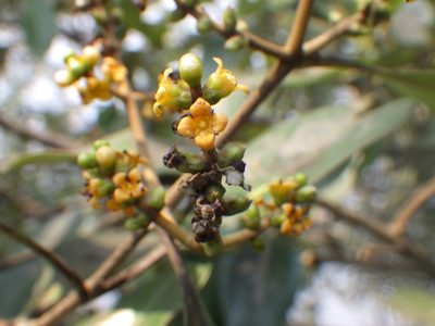 Avicennia officinalis, photographed by David Weisenbeck