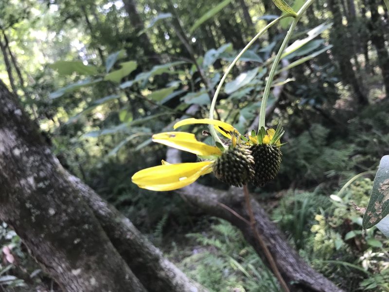 Rudbeckia scabrifolia, photographed by Laura Clark