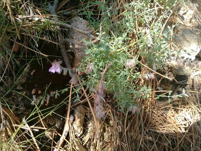 Teucrium marum, photographed by Rafael Medina