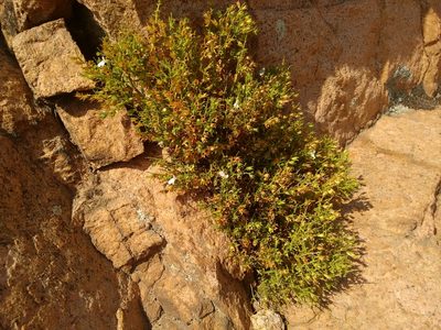Stachys glutinosa, photographed by Rafael Medina