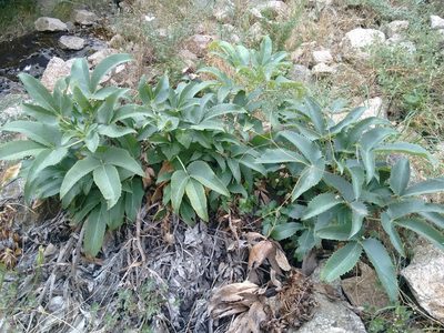 Helleborus lividus, photographed by Rafael Medina