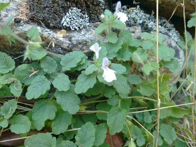 Stachys corsica, photographed by Rafael Medina