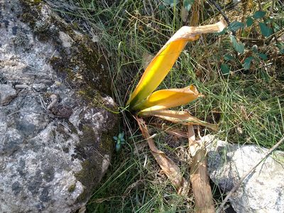 Pancratium illyricum, photographed by Rafael Medina