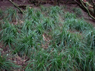 Carex ventosa, photographed by Peter de Lange
