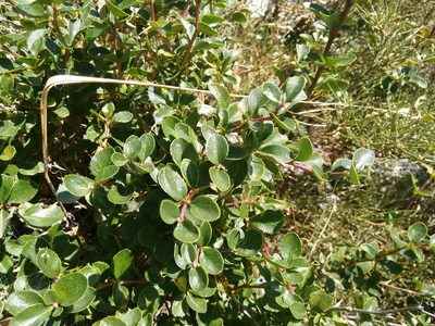 Berberis aetnensis, photographed by Rafael Medina