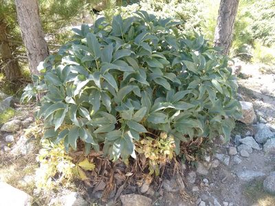 Helleborus lividus, photographed by Rafael Medina