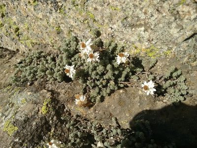 Castroviejoa frigida, photographed by Rafael Medina