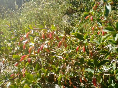Berberis aetnensis, photographed by Rafael Medina