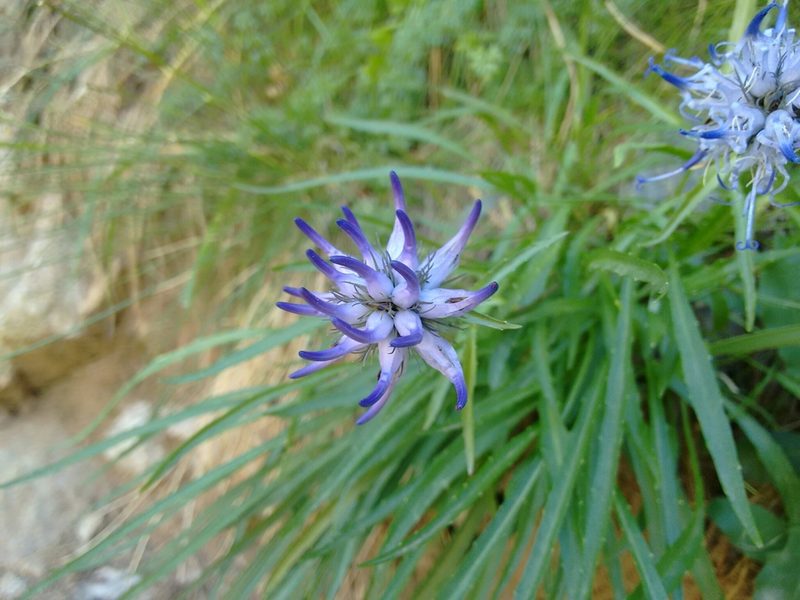 Phyteuma serratum, photographed by Rafael Medina